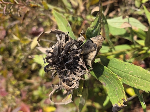 Unknown species found near Greenville, DE 19807, USA