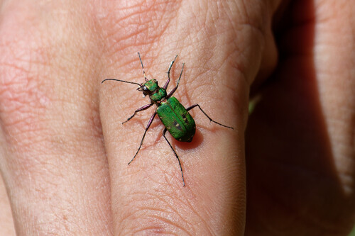Green Tiger Beetle, Dwingeloo, Netherlands, photo 10 of 10