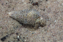 Diogenidae