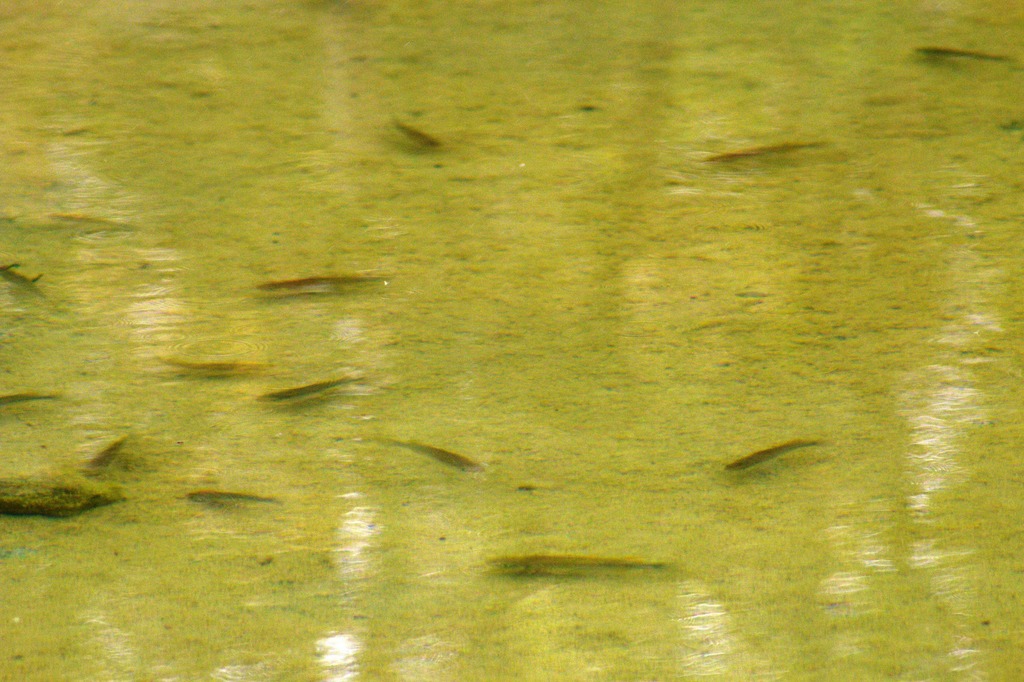 Chiapas killifish