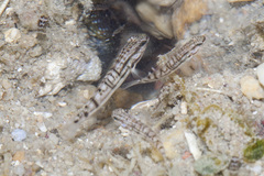 Amblygobius stethophthalmus