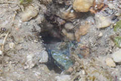 Cryptocentrus maudae