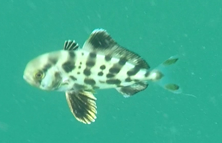 Amberjack (Seriolina nigrofasciata) — Carangidae