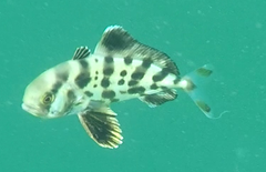 Seriolina nigrofasciata