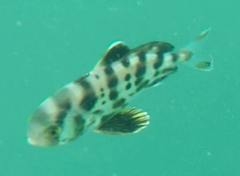 Seriolina nigrofasciata