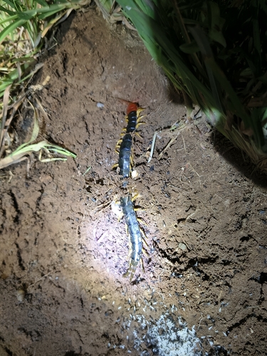 Red-headed Centipede