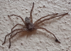 Heteropoda venatoria