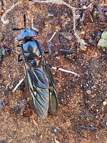 Unknown species found near Mack Park Farm, 31 Grove St, Salem, MA 01970, USA