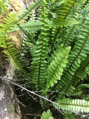 Nephrolepis flexuosa