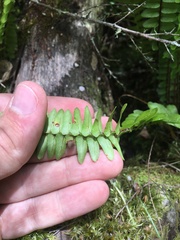 Nephrolepis flexuosa