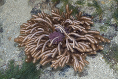 Rumphella