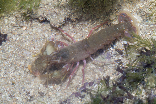 Alpheus strenuus observed 2016-12-14