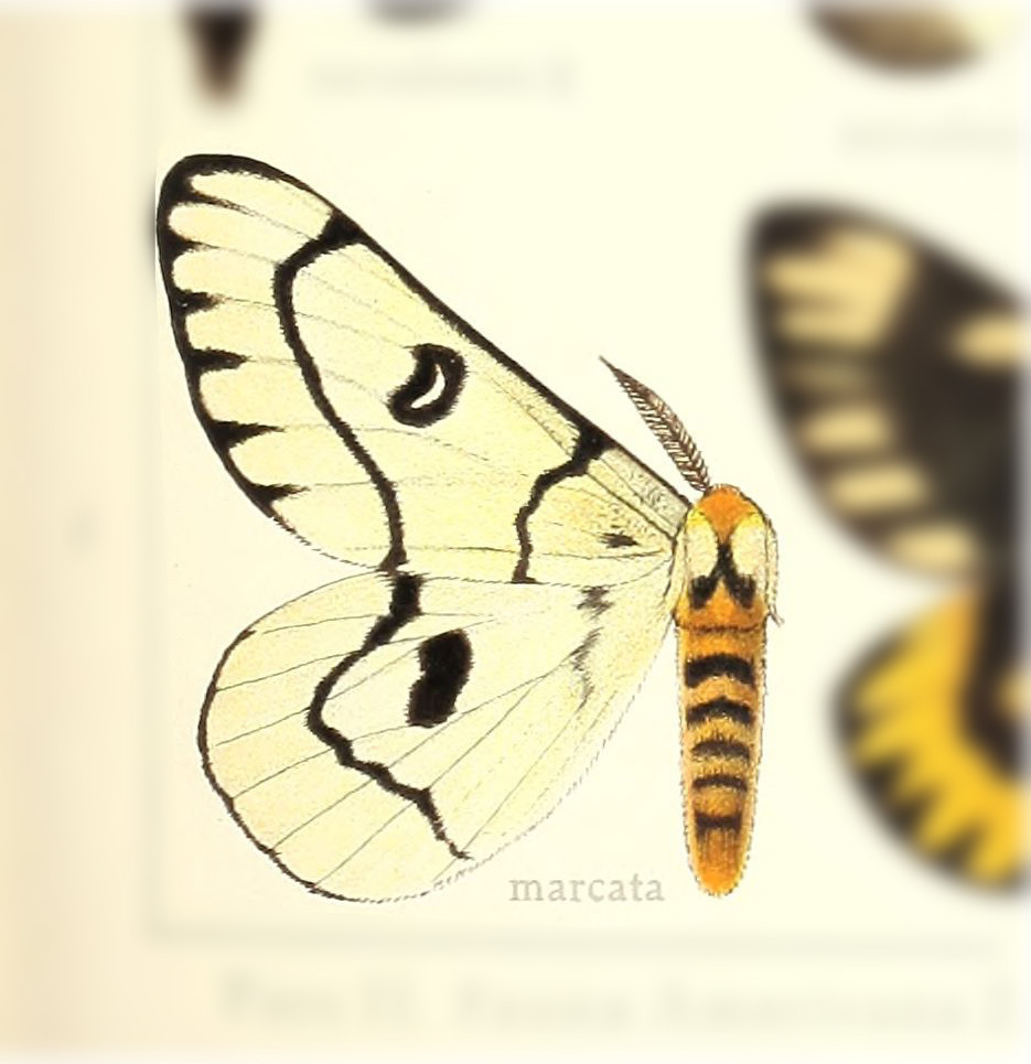 Western Sheepmoth