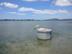Larus dominicanus dominicanus