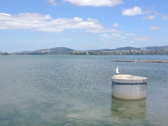 Larus dominicanus dominicanus