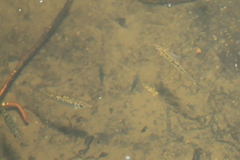 Opsariichthys evolans