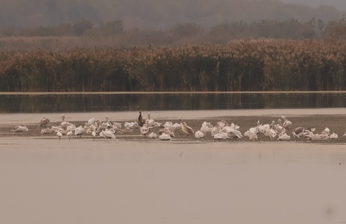 Great White Pelican