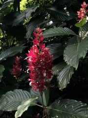 Megaskepasma erythrochlamys