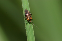 Eolygus vittatus