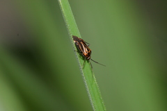 Eolygus vittatus