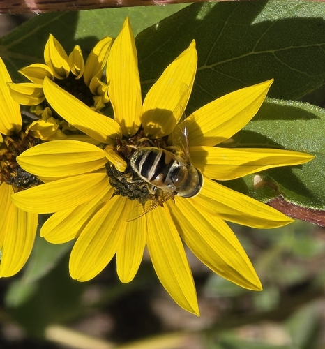Unknown species found near Davis County, UT, USA