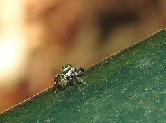 Carrhotus sannio