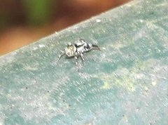 Carrhotus sannio