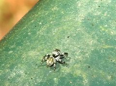 Carrhotus sannio