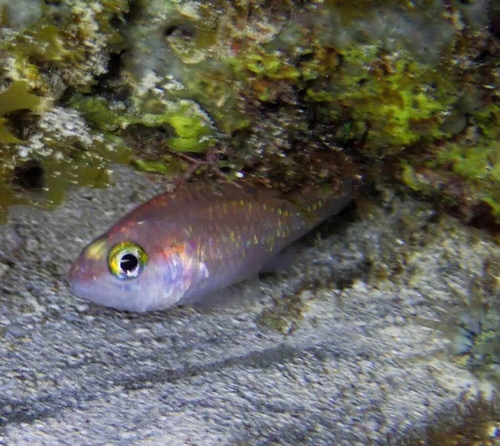 Pale cardinalfish (Apogon planifrons) — Apogonidae