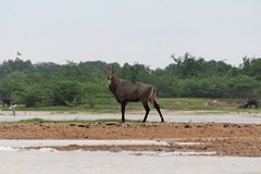 Boselaphus tragocamelus