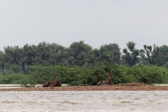 Boselaphus tragocamelus