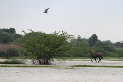 Boselaphus tragocamelus
