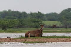 Boselaphus tragocamelus