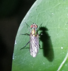 Plagioneurus univittatus