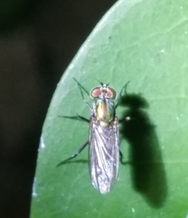 Plagioneurus univittatus