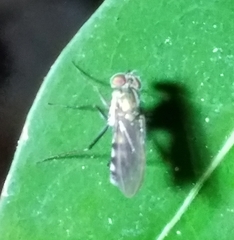 Plagioneurus univittatus
