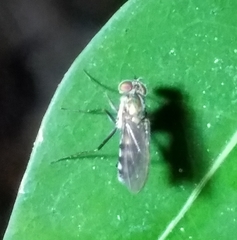 Plagioneurus univittatus