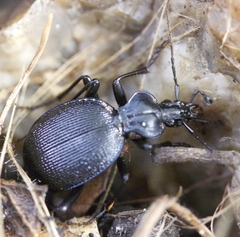 Scaphinotus interruptus