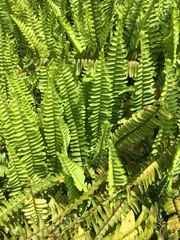 Nephrolepis flexuosa
