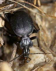 Scaphinotus interruptus