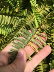 Nephrolepis flexuosa