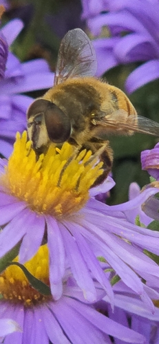 Unknown species found near Newark, DE, USA
