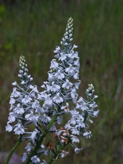 Platanthera nivea