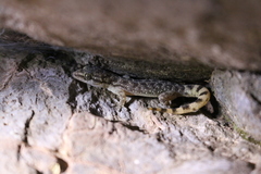 Phyllodactylus bordai