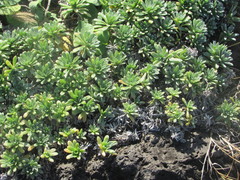 Heliotropium anomalum