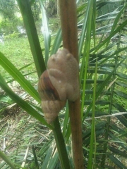 Orthalicus maracaibensis