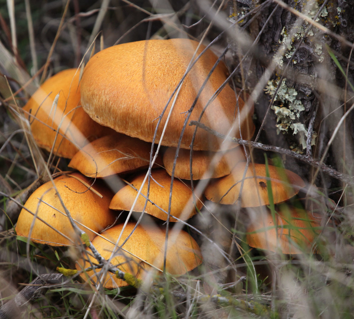 Gymnopilus ventricosus image