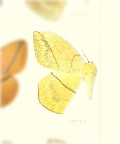 Periga cynira