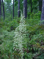 Stenanthium gramineum