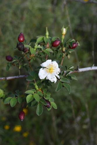Short-styled Field-rose (Rosa stylosa)